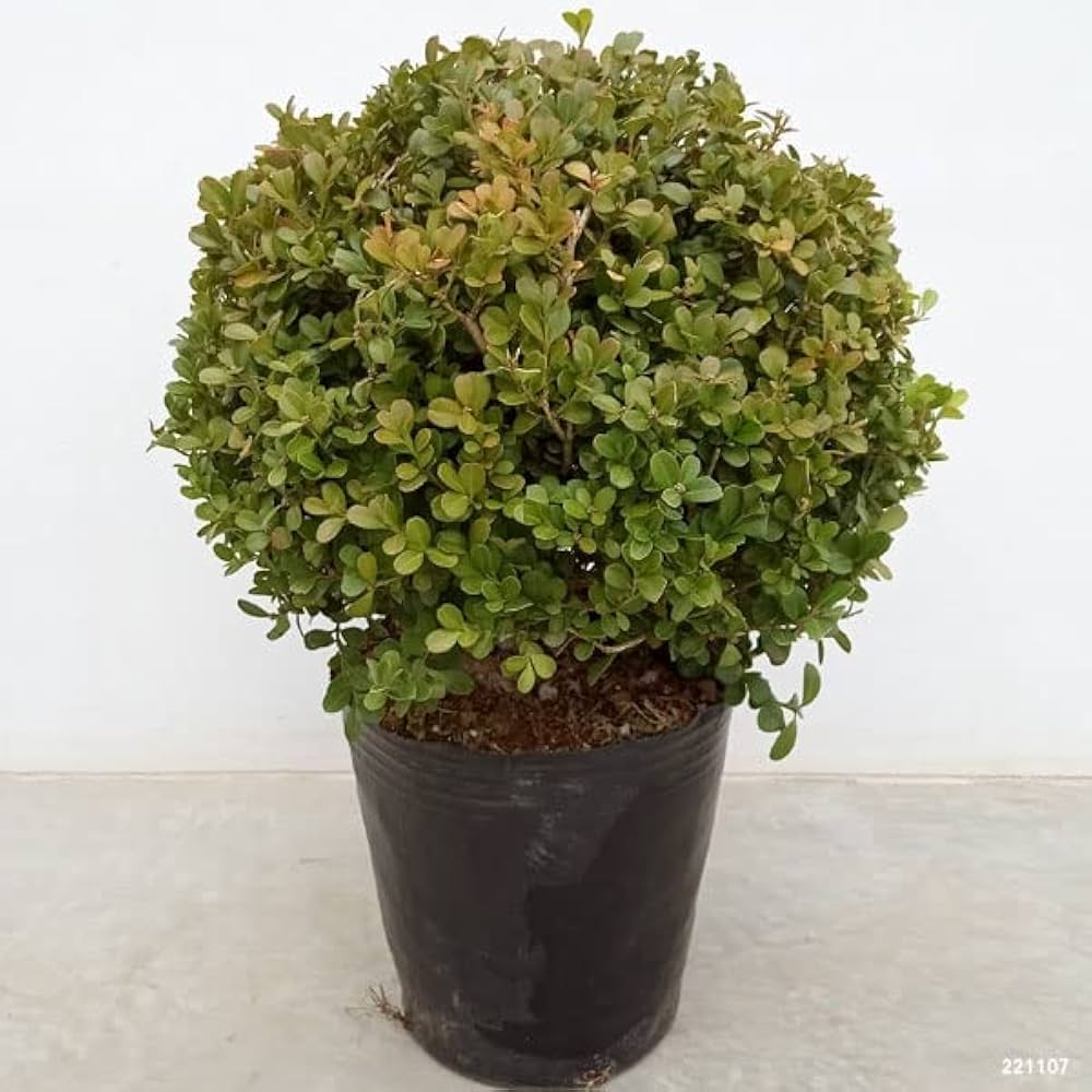 木の葉模様　壺 楽天市場】【総高36cm】屋久杉 飾り壺 仕様：無垢 / 素材：屋久